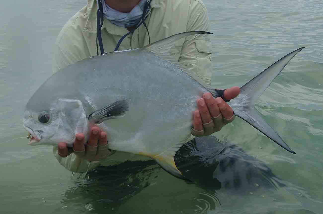 Permit Fly Fishing Ascension Bay Mexico